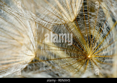 Barbe ou de chèvre-beard (Tragopogon pratensis), ou jack-go-to-bed-à-midi, un gros résumé de la partie du grand seedhead plumeux. Banque D'Images