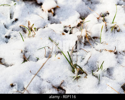 La première neige sur l'herbe verte sur prairie de parc urbain fermer jusqu'au jour d'automne froid Banque D'Images