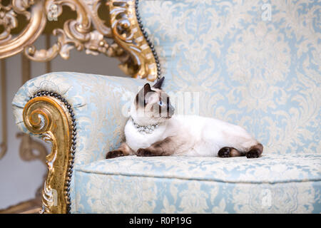 Un deux-couleur chat sans queue de Mekong Bobtail race à un précieux bijou un collier de perles autour du cou est assise sur un fauteuil baroque rétro dans un roy Banque D'Images