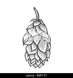 Hop bio plante qui est utilisé dans la brasserie de la bière. Pour les étiquettes et l'emballage. Vector illustration gravée. Hand drawn isolé sur blanc retour Illustration de Vecteur