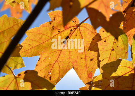 Close up de feuille d'érable (Acer spp.) dans de belles couleurs en automne avec ciel bleu visible Banque D'Images