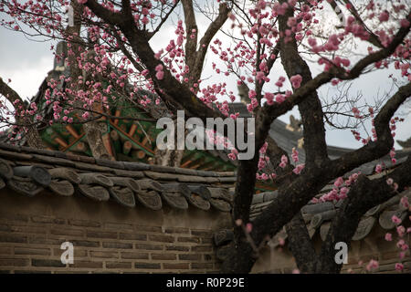 Blooming cherry derrière le mur de Gyeongbokgung palace Banque D'Images