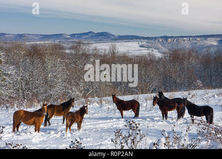 Beau paysage avec groupe de chevaux brun pâturage sur glade en hiver forêt à Lagonaki highlands de montagnes du Caucase. La Russie Banque D'Images