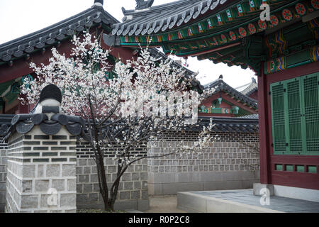 Blooming cherry tree in Gyeongbokgung palace à Séoul Banque D'Images