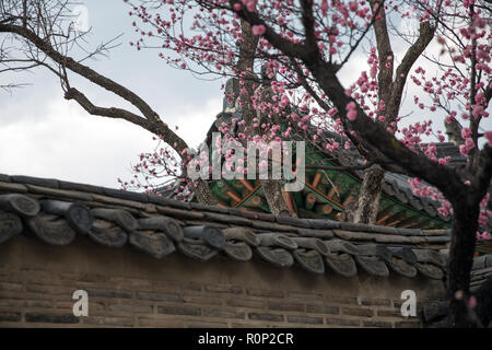 Arbres en fleurs de cerisier derrière le mur de Gyeongbokgung palace garden à Séoul Banque D'Images