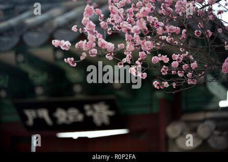 Arbres en fleurs de cerisier dans palace park Banque D'Images