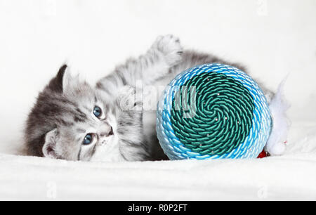 Joli petit chat jouant avec une décoration de Noël, sibérien Banque D'Images