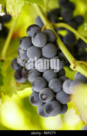 Une bande de bleus pousse sur une branche entre le feuillage. Wine Business Banque D'Images