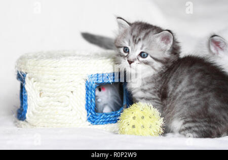 Chiot adorable chat dans le temps de jeu sur la neige Banque D'Images