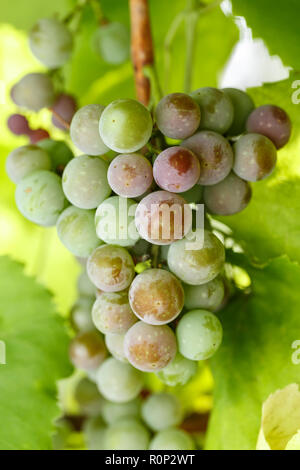 Un tas de raisin vert pousse sur une branche entre le feuillage. Wine Business Banque D'Images