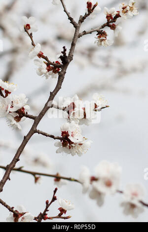 Branche de l'abricotier dans la période de floraison du printemps sur fond de ciel bleu brouillée. Selective focus Banque D'Images