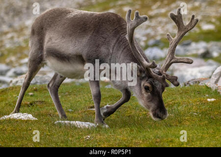 Un mâle Renne du Svalbard (Rangifer tarandus platyrhynchus) , la plus petite sous-espèce de Reideer trouvés seulement dans les îles Svalbard. Manteau d'été. Banque D'Images