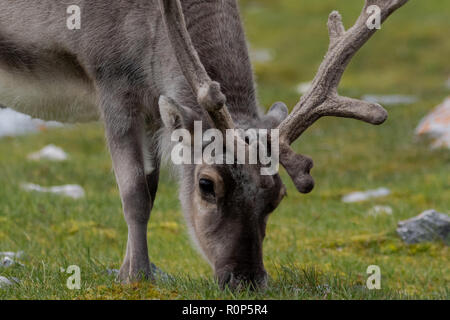 Un mâle Renne du Svalbard (Rangifer tarandus platyrhynchus) , la plus petite sous-espèce de Reideer trouvés seulement dans les îles Svalbard. Manteau d'été. Banque D'Images