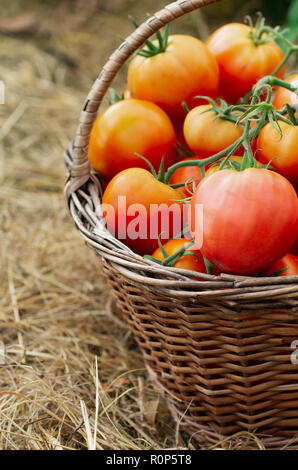 La récolte en été et en automne. Des légumes.Réorganisation rouge panier rempli de tomates mûres. Banque D'Images