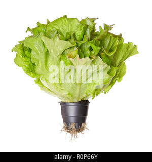 Salade Batavia rouge, vivant, vue de face. Les jeunes de l'été en pot en plastique de laitue croquante avec racines. Vert laitue en feuilles rougeâtres avec tête plissée leafs Banque D'Images