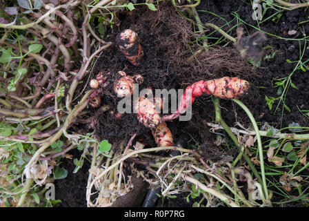 Tubercules de crème et rose Nouvelle-zélande yam /bac ou Oxalis tuberosa récoltée à partir du sol avec le feuillage. Banque D'Images