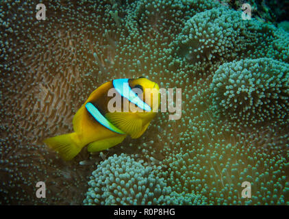 Poisson clown de Clark ou limande poissons clowns, amphiprion clarkii, dans Anemone, hamata, Red Sea, Egypt Banque D'Images