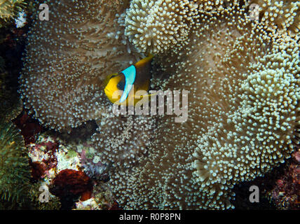 Poisson clown de Clark ou limande poissons clowns, amphiprion clarkii, dans Anemone, hamata, Red Sea, Egypt Banque D'Images