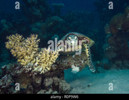 La tortue imbriquée, Eretmochelys imbricata, natation sur barrière de corail en hamata, Red Sea, Egypt Banque D'Images