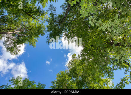 La cime des grands arbres feuillage au-dessus de sa tête dans la forêt contre un ciel bleu. La nature sauvage des forêts. Forêt de feuillus en été. Tre belle Banque D'Images
