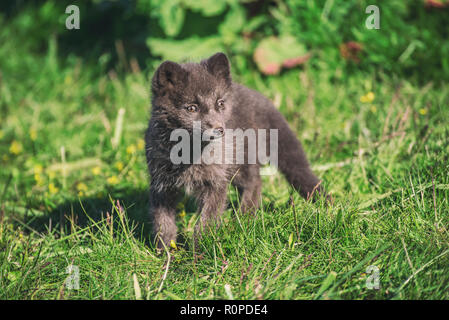 Bel animal sauvage dans l'herbe. Arctic Fox cub, Vulpes lagopus, portrait animal mignon dans la nature, de l'habitat pré herbeux en Islande Banque D'Images