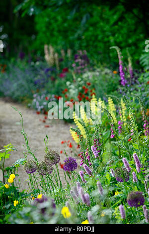 L'allium purple sensation,geum Mme J bradshaw,jaune,le Lupinus arboreus lupin lupin arbre,bush,chalet,foxglove,nepeta,aquilegia,de,mixte,border,f Banque D'Images