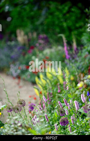 L'allium purple sensation,geum Mme J bradshaw,jaune,le Lupinus arboreus lupin lupin arbre,bush,chalet,foxglove,nepeta,aquilegia,de,mixte,border,f Banque D'Images