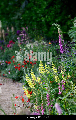 L'allium purple sensation,geum Mme J bradshaw,jaune,le Lupinus arboreus lupin lupin arbre,bush,chalet,foxglove,nepeta,aquilegia,de,mixte,border,f Banque D'Images