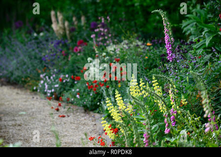 L'allium purple sensation,geum Mme J bradshaw,jaune,le Lupinus arboreus lupin lupin arbre,bush,chalet,foxglove,nepeta,aquilegia,de,mixte,border,f Banque D'Images