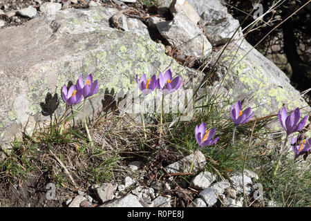 Crocus mauve et lilas avec des fleurs jaune typique pistil, lors d'un automnes ensoleillés dans les hautes montagnes de vert, Panticosa Aragon Pyrénées, Espagne Banque D'Images