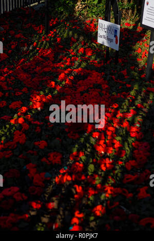Sudbury, Suffolk, UK, 6e Novemebr 2018 le filet de coquelicots en tricot qui couvrent l'église St Pierre à Sudbury, Suffolk, qui ont à mailles. Un total de plus de 17 000 coquelicots ont été cousues à un filet de 90 pieds. Le filet a été placé sur le churhc tower et cascade vers le bas dans les jardins ci-dessous à l'occasion du 100e anniversaire de la fin de la Première Guerre mondiale. Photo : Mark Bullimore Photography/Alamy Live News Banque D'Images