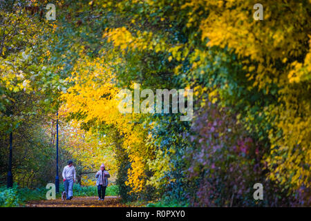 Pays de Galles Aberystwyth UK, 7 novembre 2018 UK Weather : entre les averses de pluie lourde, un couple marche thir chien le long d'un sentier arboré à Aberystwyth comme l'automne couleurs des feuilles atteignent leur paroxysme au début de The Novembers.Le Met Office a émis une alerte jaune pour la pluie et les inondations couvrant une grande partie de l'ouest du pays de Galles et du sud ce matin, avec un avertissement supplémentaire pour plus de pluie et de forts coups de vent émis pour la même zone le vendredi ainsi crédit photo : Keith Morris / Alamy Live News Banque D'Images