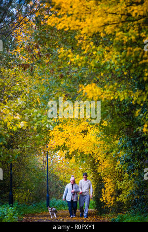 Pays de Galles Aberystwyth UK, 7 novembre 2018 UK Weather : entre les averses de pluie lourde, un couple marche thir chien le long d'un sentier arboré à Aberystwyth comme l'automne couleurs des feuilles atteignent leur paroxysme au début de The Novembers.Le Met Office a émis une alerte jaune pour la pluie et les inondations couvrant une grande partie de l'ouest du pays de Galles et du sud ce matin, avec un avertissement supplémentaire pour plus de pluie et de forts coups de vent émis pour la même zone le vendredi ainsi crédit photo : Keith Morris / Alamy Live News Banque D'Images