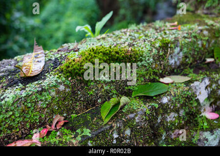 De pierre couvert de mousse. Belles pierres couvertes de mousse et de lichen. L'arrière-plan lumineux vert mousse texturés de la nature. La mousse sur les pierres naturelles en forêt d'hiver Banque D'Images