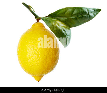 Seul le jaune citron, avec une tige et feuille jointe, tourné sur un fond blanc. Banque D'Images