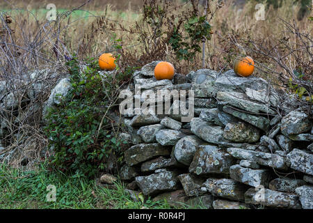 La Nouvelle Angleterre rustique mur de pierre avec des citrouilles. Banque D'Images