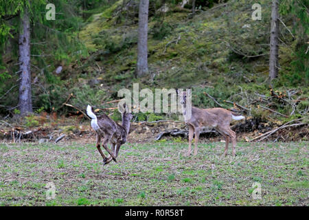 Les jeunes, du cerf de Virginie Odocoileus virginianus, alertes une autre queue relevée par les cerfs. Les cerfs se nourrissent de champ. Selective focus on running deer. Banque D'Images