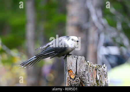 Geai gris, Perisoreus canadensis, les oiseaux d'Amérique du Nord, Banque D'Images