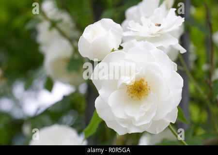 Rosa. Rosier grimpant 'Iceberg' dans le jardin. Banque D'Images