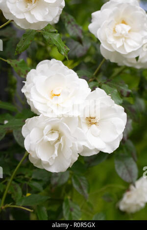 Rosa. Rosier grimpant 'Iceberg' dans le jardin. Banque D'Images