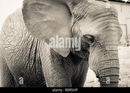 Elephant close-up avec expression triste. La tête d'un éléphant de près. Vintage, old grunge style retro photo. Banque D'Images