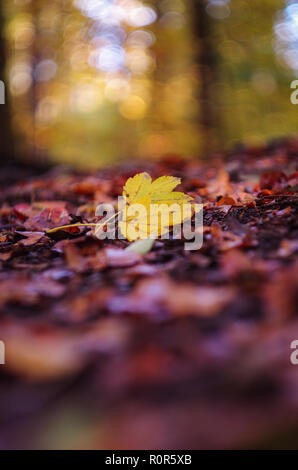 Feuille d'érable jaune dans la forêt sur feuillage de l'automne, faible profondeur de champ Banque D'Images