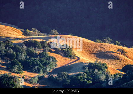 Golden Hills, baignant dans une lumière au coucher du soleil, Mt Diablo State Park, San Francisco, Californie Banque D'Images