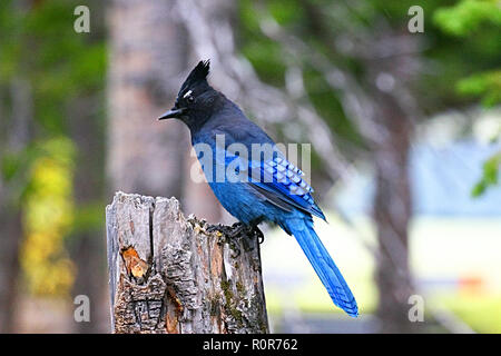 Geai de Steller Les oiseaux de l'Amérique du Nord, le geai de Steller Cyanocitta stelleri ; Banque D'Images