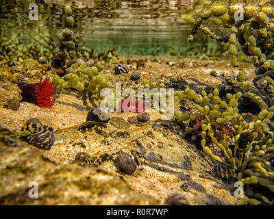 Paysage sous-marin rock pool, avec Anémone, Waratah rouge Actinia tenebrosa, Zebra Escargots, Hormosira banksii, communément connu sous le nom de Neptune's necklace Banque D'Images