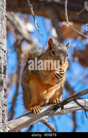 Fox est l'Écureuil roux (Sciurus niger) dans les plaines à l'automne d'arbres cottonwood, Castle Rock Colorado nous. Photo prise en novembre. Banque D'Images
