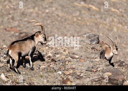 Deux adorables chèvres debout sur terrain pierreux sur journée ensoleillée en montagne Banque D'Images