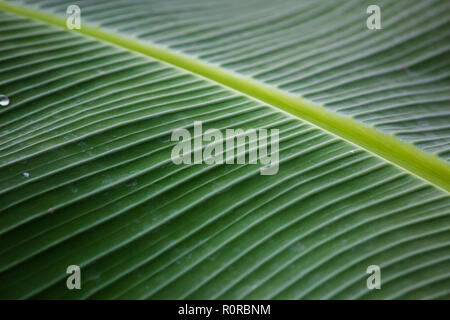 Grandes feuilles vert foncé avec des gouttes, rosée et l'humidité Banque D'Images