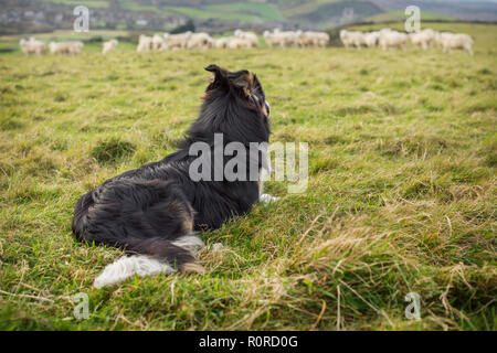 Un border collie tricolore couché dans un champ qui veille sur un troupeau de moutons dans la distance. Banque D'Images