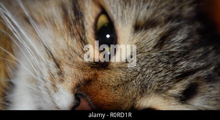 Museau d'un chat rayé. Chat domestique Banque D'Images